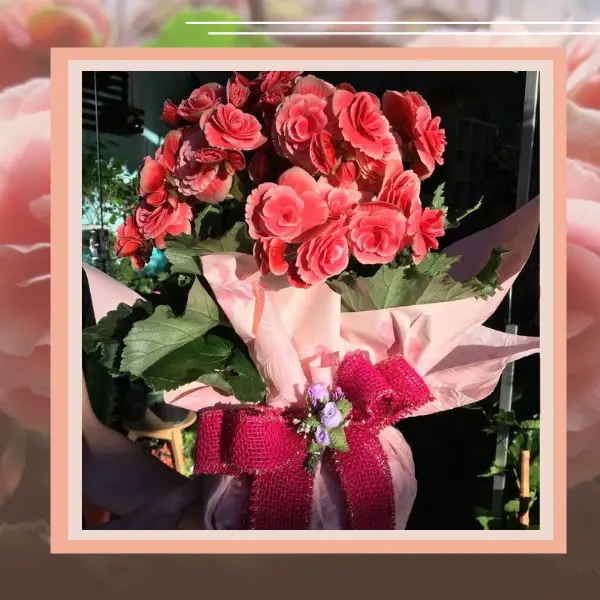 vaso de flores begônia vermelha