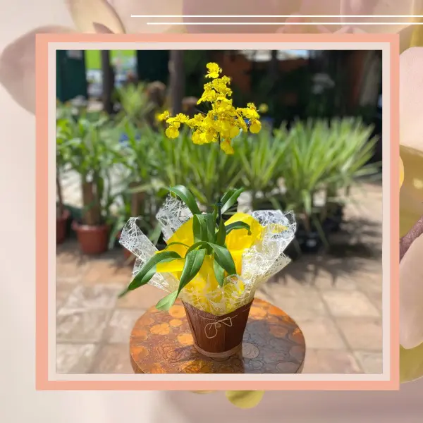 orquídea chuva de ouro amarela