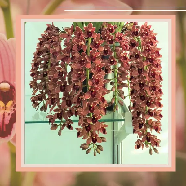orqúidea cymbidium linda