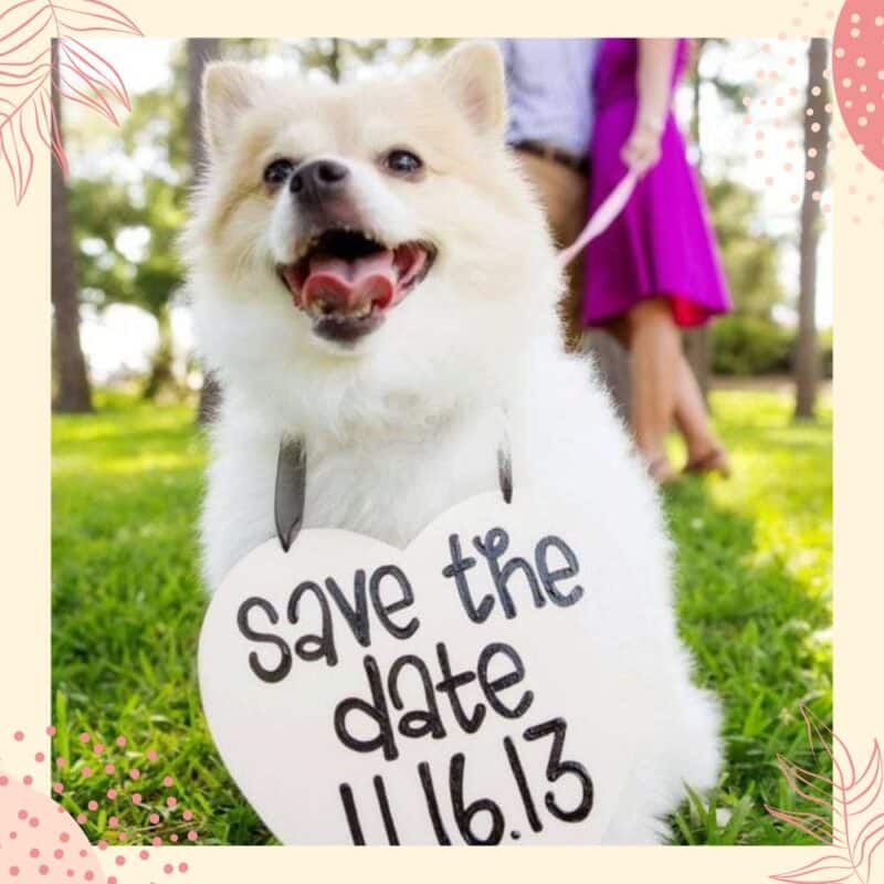save the date com cãozinho
